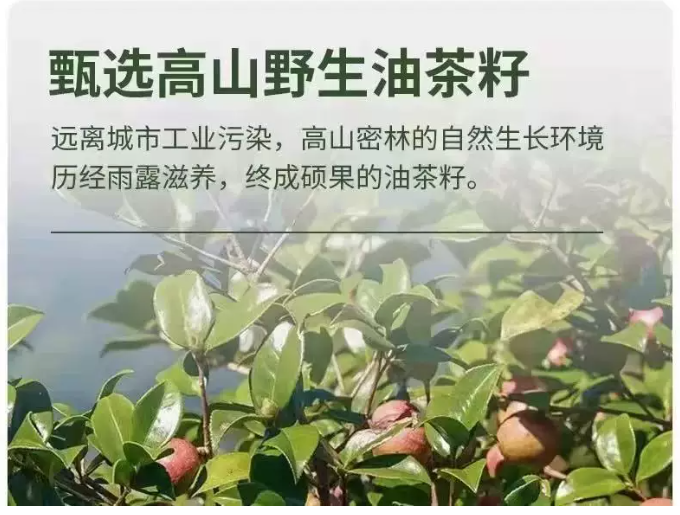 山茶油 精选装