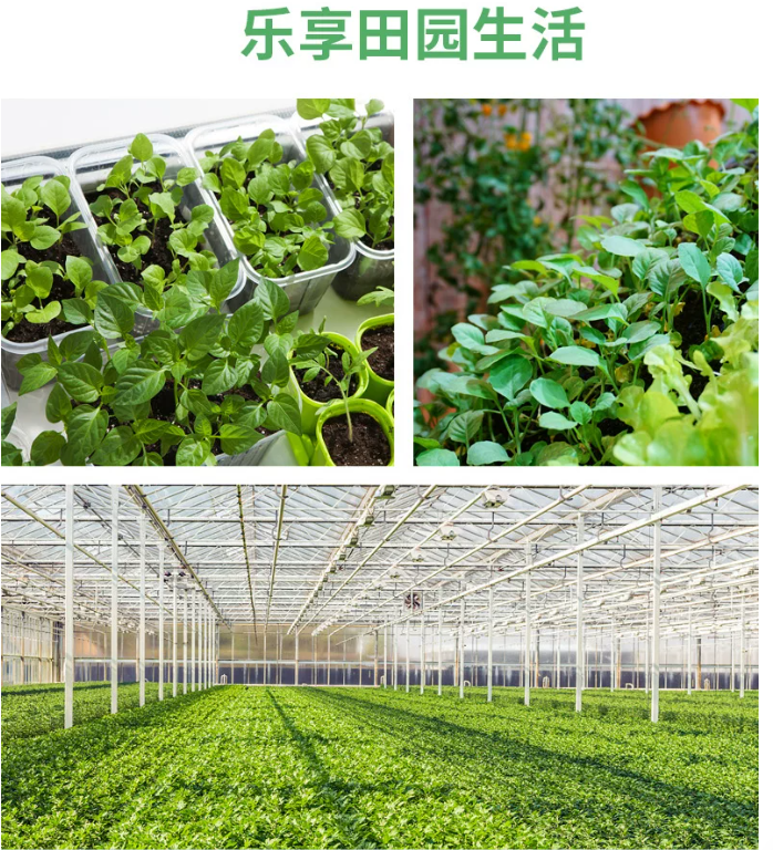 菠菜 家庭鲜装