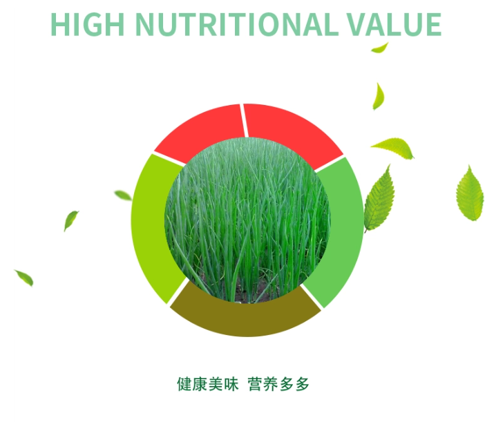 小葱 家庭鲜装