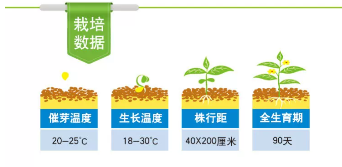 冬瓜 家庭鲜装