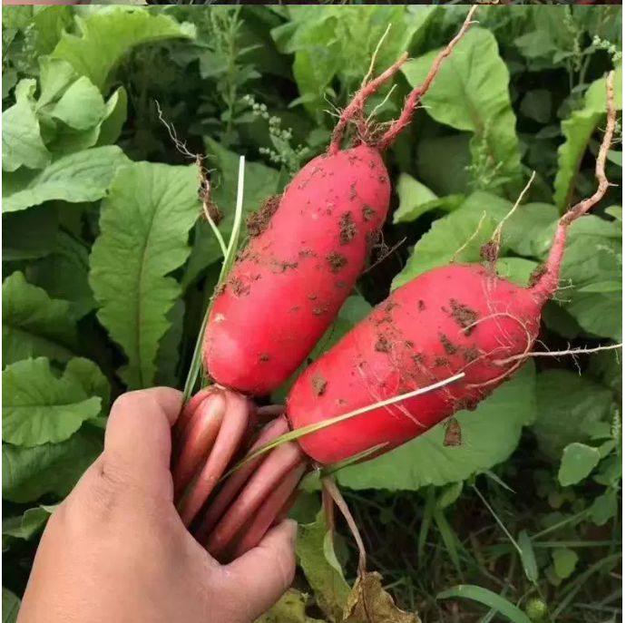 萝卜 家庭鲜装