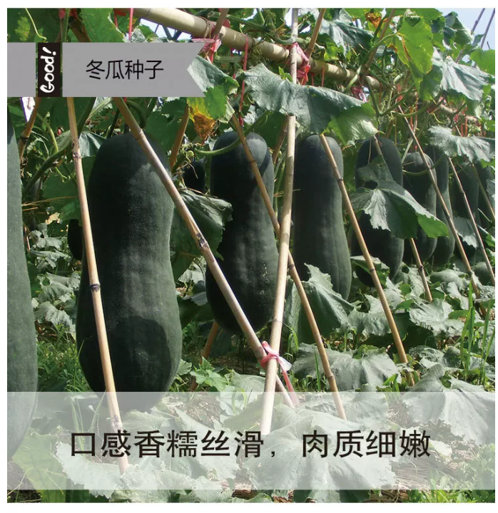 冬瓜 家庭鲜装