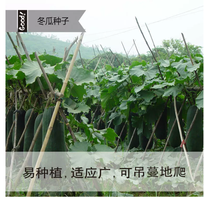 冬瓜 家庭鲜装