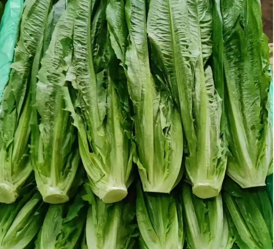 油麦菜 家庭鲜装