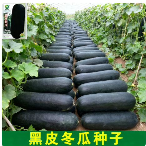 冬瓜 家庭鲜装
