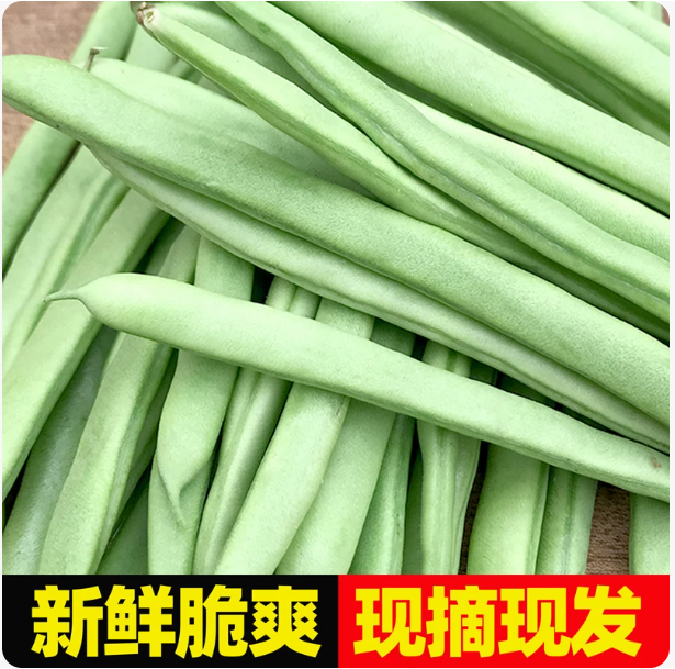 豆角 家庭鲜装