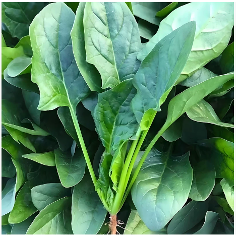 菠菜 家庭鲜装
