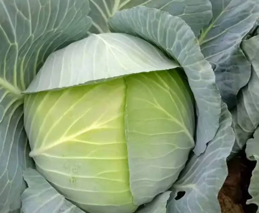 包菜 家庭鲜装