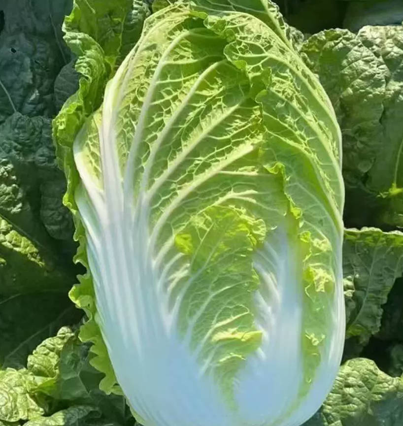 白菜 家庭鲜装