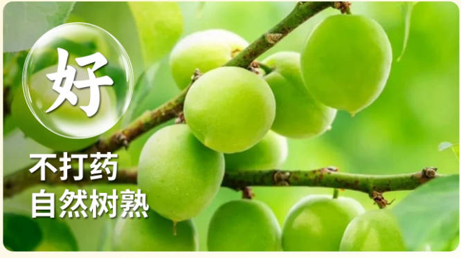 青梅 家庭鲜装